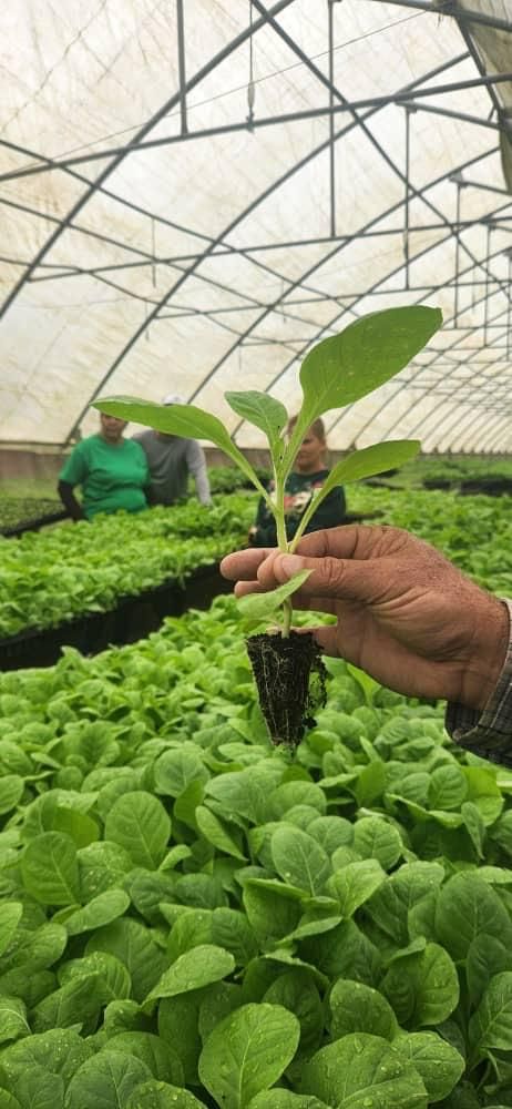 Mano sosteniendo una plántula de tabaco en un semillero