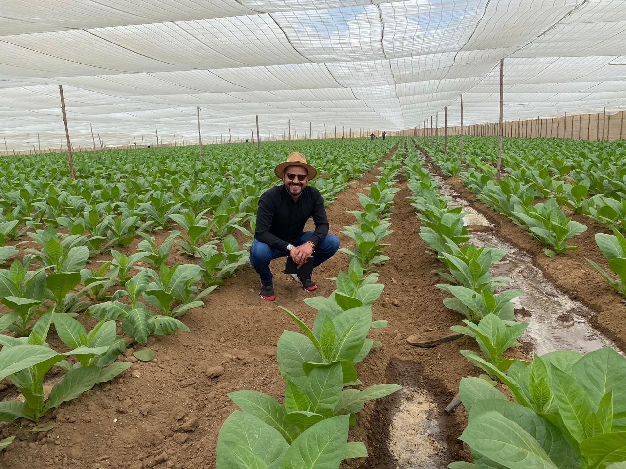 Alejandro agachado entre surcos de tabaco bajo el tapado